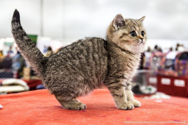 Международная выставка кошек