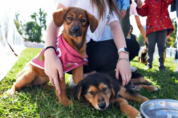 Фестиваль LIMKORM pet fest «Голос питомца»