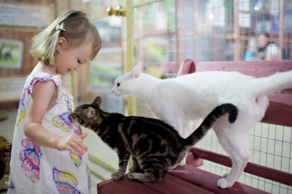 Контактная выставка "Федерация кошек" из Санкт-Петербурга